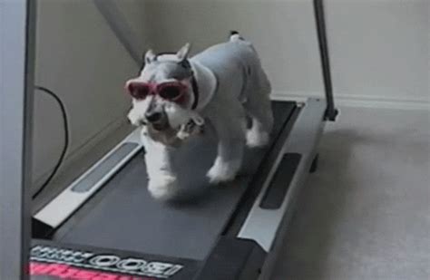 Dog Wearing Sunglasses GIFs - Find & Share on GIPHY