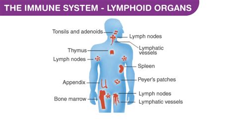 Lymphatic System: Diagram and Anatomy