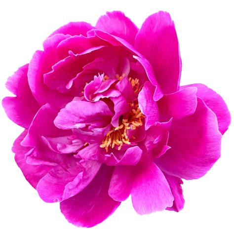 Premium Photo | Dark pink peony flower