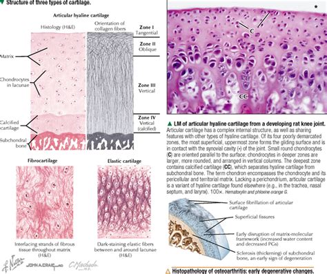 CARTILAGE AND BONE | Basicmedical Key