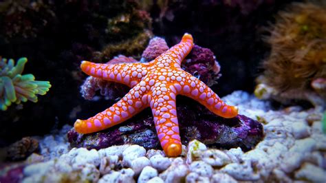 40 Quirky Starfish Facts That May Surprise You - Facts.net