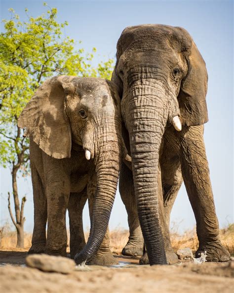 Zakouma National Park | TIME