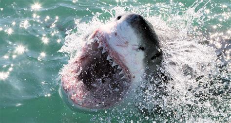 Discovery Channel’s Shark Week has competition this summer from Sharkest on Nat Geo Wild