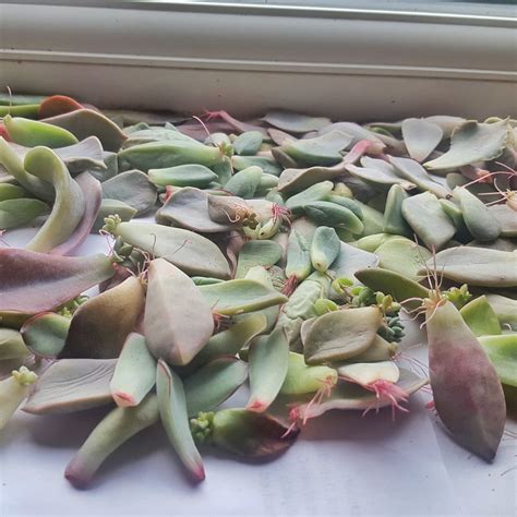 Propagating succulents in winter