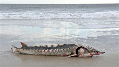 Rare Atlantic Sturgeon washes up on Assateague Island | FOX 5 DC