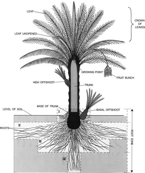 Diagrammatic representation of date palm structure and morphological... | Download Scientific ...