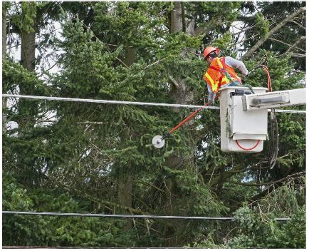 A Safety Guide For Tree Trimmers – Bess Training Center