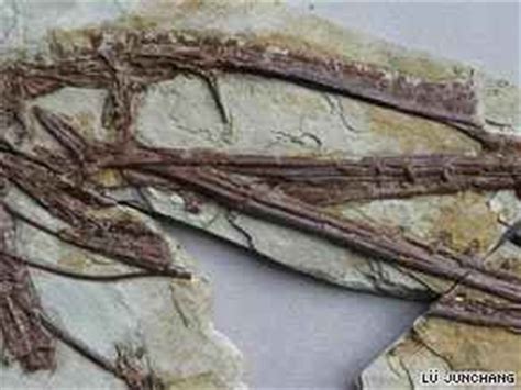 buzztechno-newsbuzz.blogspot.com: Pterodactyl fossil fills gaps in ...