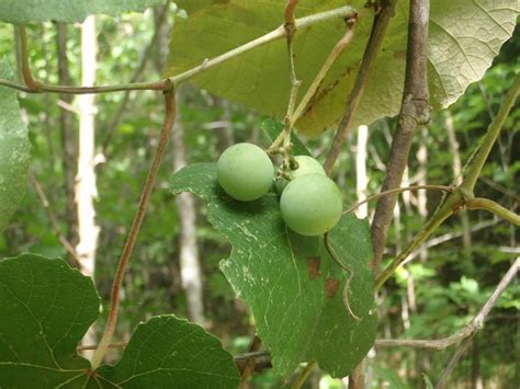 15 Wild Edibles You Can Forage for in the Fall | Outdoor Life