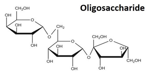 Oligosaccharide - a carbohydrate - Assignment Point