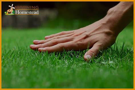 Lawn Care Near Me: Find The Best Lawn Care Services Near You