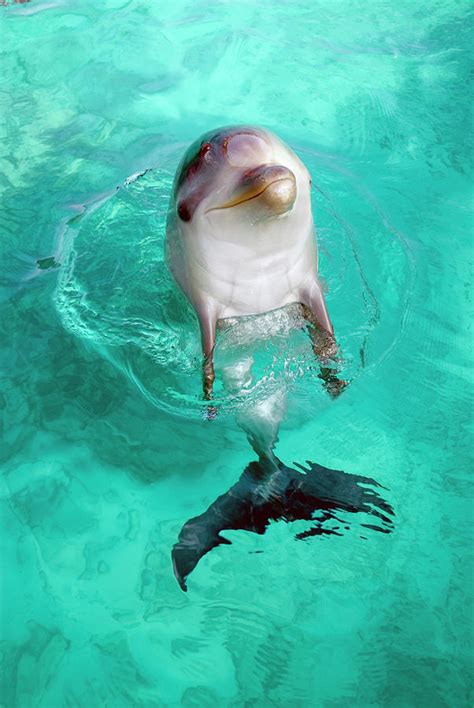 Baby Dolphin by Nature/uig