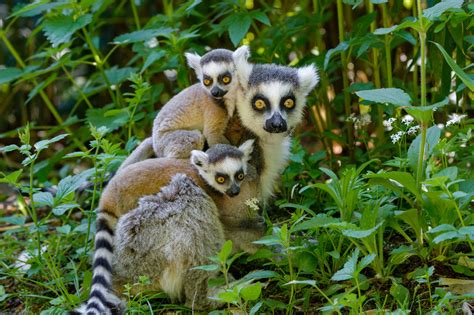 Ring-tailed lemur guide: where they live, what they eat, and why they ...