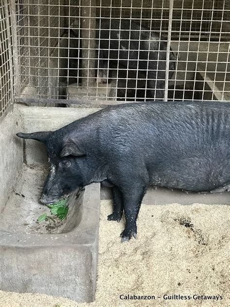 Guiltless Getaways: Hog Raising Sneak Peek at Teofely Nature Farms and ...