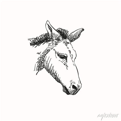 Mule head, vector sketch, hand drawn illustration posters for the wall • posters vector, sketchy ...