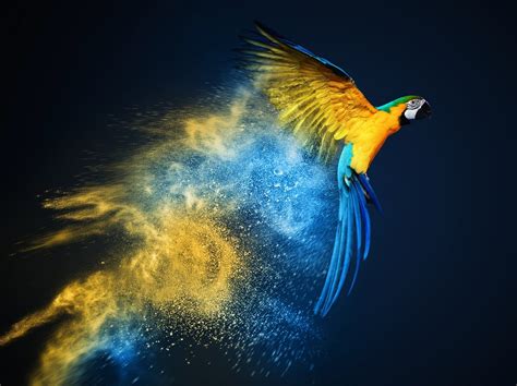 Macaw Parrot Wallpaper (67+ images)