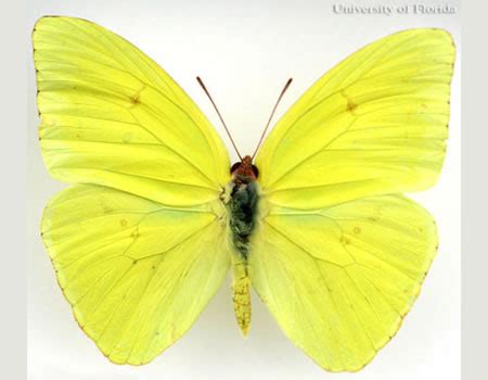 Cloudless Sulphur Butterfly