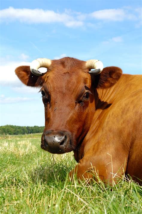 Cow face stock image. Image of clouds, agriculture, country - 20447821