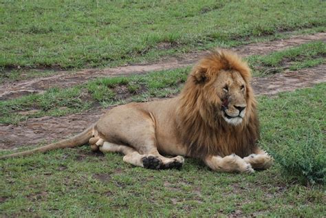 A Lion’s Habitat | Smiths in Africa