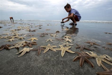 PHOTOS: Thousands of starfish wash ashore South Carolina beaches - travel - photos | Hindustan Times