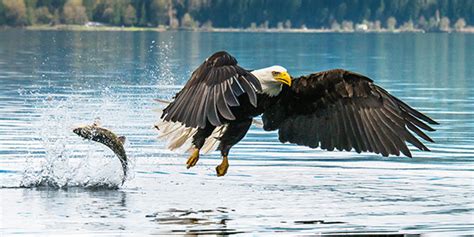 Bald Eagle | National Wildlife Federation