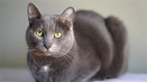 KORAT CAT PERSONALITY AND BREED ( ALL YOU NEED TO KNOW) - DorkyCats