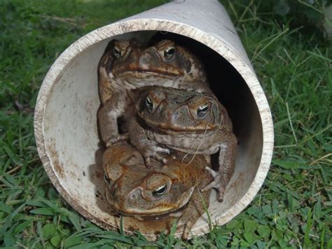 Smithsonian Insider – Discovery: Australia’s invasive cane toads modify ...