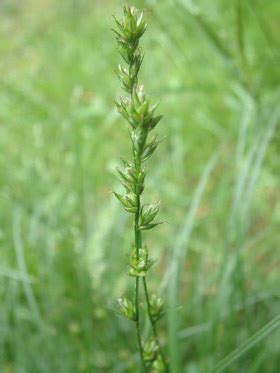 Carex divulsa • New Zealand Plant Conservation Network