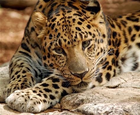 AMUR LEOPARD • Status: Critically Endangered • Population: Around 30 individuals • Scientific ...