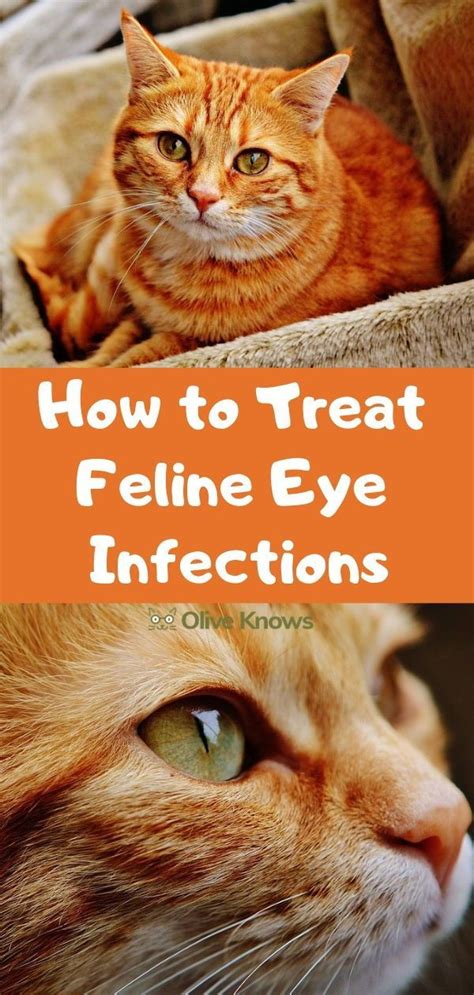 How to Treat Feline Eye Infections | OliveKnows in 2020 | Kitten eye infection, Kitten eyes, Cat ...