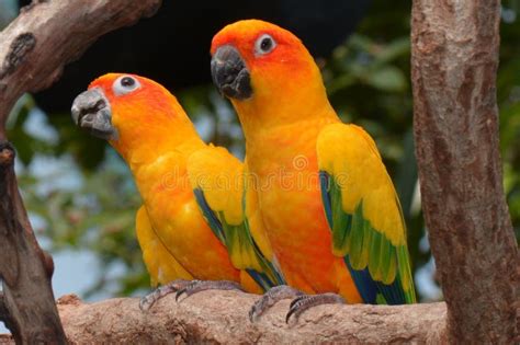 Conures Pose Stock Photos - Free & Royalty-Free Stock Photos from ...