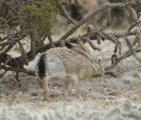 ADW: Lepus californicus: INFORMATION