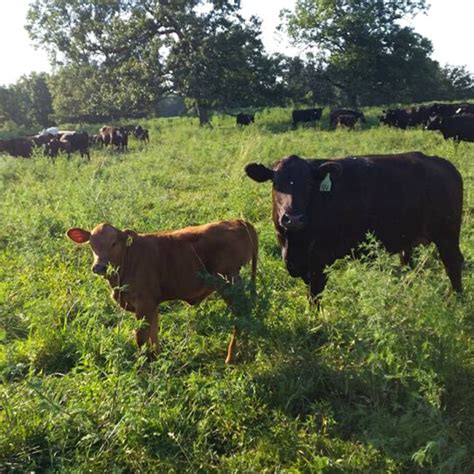 The Difference Between a Bull, Steer, Cow and Heifer (video) - Clover ...