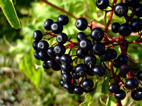 The Health Benefits Of Maqui Berries - Healthier Steps