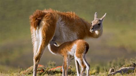 30 Unforgettably Sweet Moments Between Animal Moms and Babies