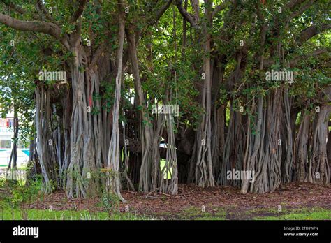 Hanging branches of a strangler fig, parasite, aerial root, flora, plant, fig, tropical tree ...