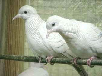 Exotic Doves