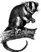 Free photo: Opossum, Possum, Teeth, Fur, Animal - Free Image on Pixabay - 309264