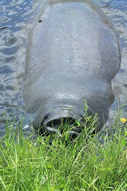 30+ Manatee Feeding Stock Photos, Pictures & Royalty-Free Images - iStock