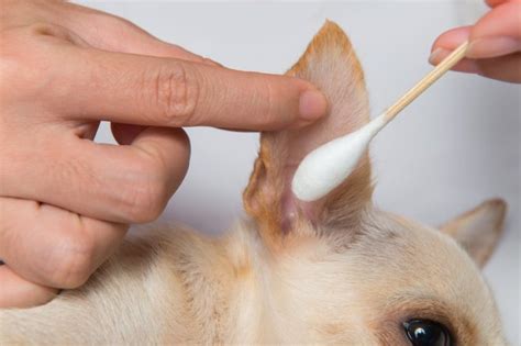 How to Clean Dog Ears: How Often You Should Do It | Family Handyman