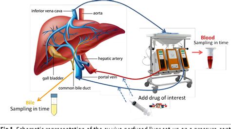 Figure 1 from Ex vivo whole liver perfusion model for prediction of ...