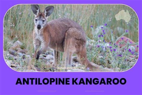 The Antilopine Kangaroo: The Giant Wallaby of Northern Australia | Aussie Animals