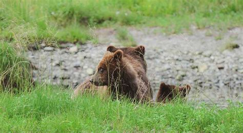 Alaska Bear Viewing Tours – Above & Beyond Alaska