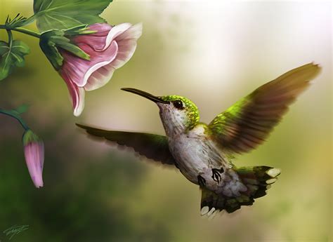 🔥 Download Desktop Wallpaper Bird Colibri Wings Flowers Pictorial Art Animal by @dstafford ...