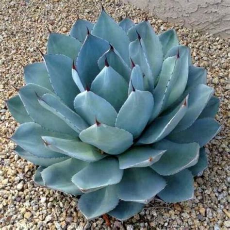 Super 10 Seeds Agave Parryi Stunning Parrys UK Plant