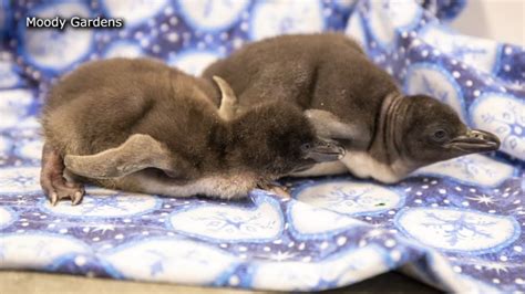 Meet two adorable macaroni penguin chicks - YouTube