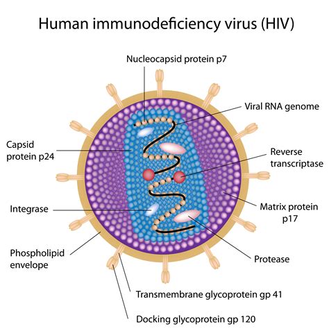 HIV Genome And Structure | YAPMT - Yellowstone AIDS Project