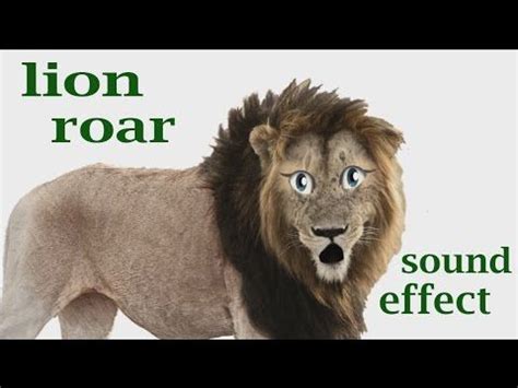 The Animal Sounds: Lion Roar - Sound Effect - Animation | Animal sounds ...