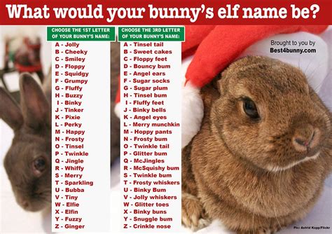 Best Names For Pet Rabbits at Carmella Hesse blog