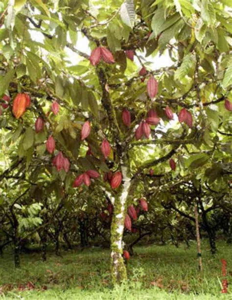 Theobroma cacao - Cocoa Tree - The Seed Vine